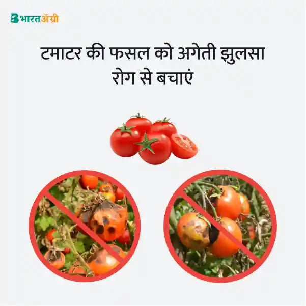 Tomato Suraksha Kit - Early Blight (0-50 days) - Krushidukan_3