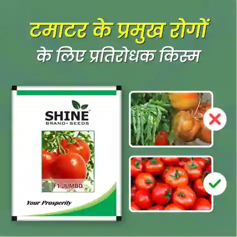 Tomato Jumbo F1 Hybrid + Free Mahadhan Calcium Nitrate - Krushidukan_3