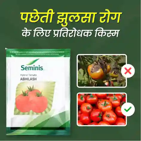Seminis Hybrid Abhilash Tomato Seeds. Attractive Red Colour1
