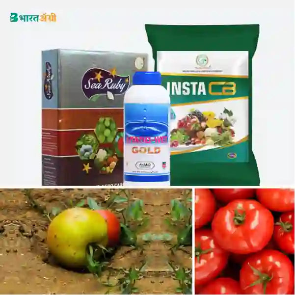Tomato Stop Fruit Drop Badhat Kit - BharatAgri Krushidukan_1