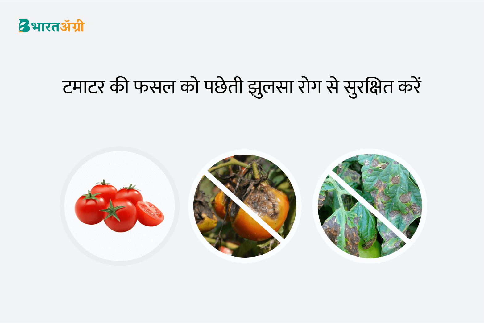 How to prevent Late Blight in Tomato | टमाटर पछेती झुलसा | Buy now