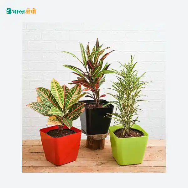 NurseryLive Top 3 Croton Plants Pack_1 - BharatAgri