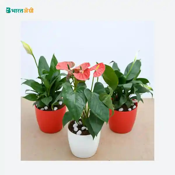 NurseryLive Top 3 Flowering Indoor Plants To Purify Air_1