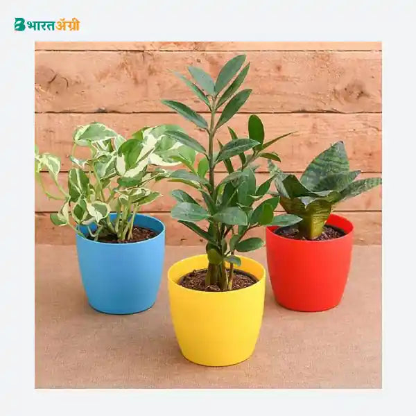 NurseryLive Top 3 Marvelous Air Purifier Plants_1