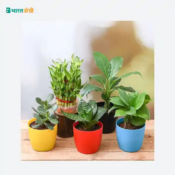 NurseryLive Top 5 Plants To Attract Money_1 - BharatAgri