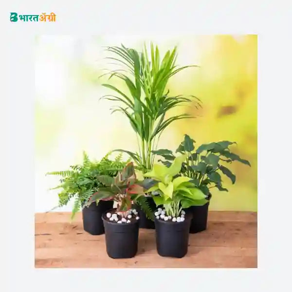 NurseryLive Top 5 Shade Tolerant Indoor Plants For Home_1