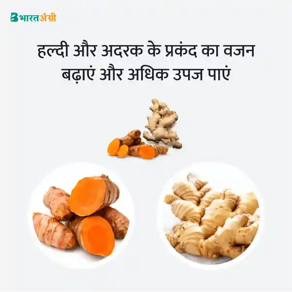 Turmeric & Ginger Badhat Kit - Weight Gain - BharatAgri Krushidukan_2