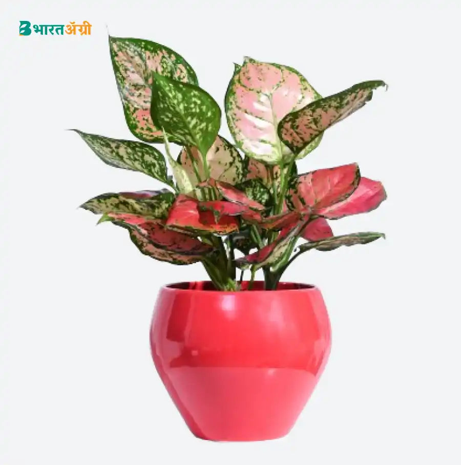 Ugaoo Apple Red Ceramic Pot | BharatAgri krushidukan