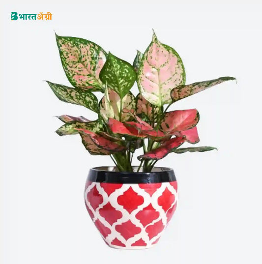Ugaoo Apple Rose Red Ceramic Pot | BharatAgri krushidukan