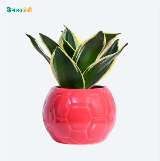 Ugaoo Football Red Ceramic Pot | BharatAgri krushidukan