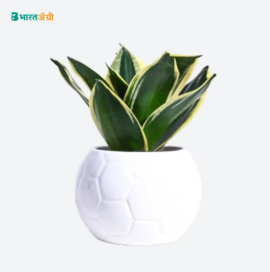 Ugaoo Football White Ceramic Pot | BharatAgri krushidukan