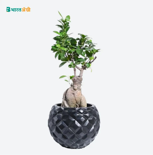 Ugaoo Planter Heraldry Vase Ball (Black) | BharatAgri krushidukan