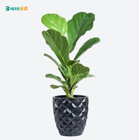 Ugaoo Planter Heraldry Vase Taper Round (Black) | BharatAgri