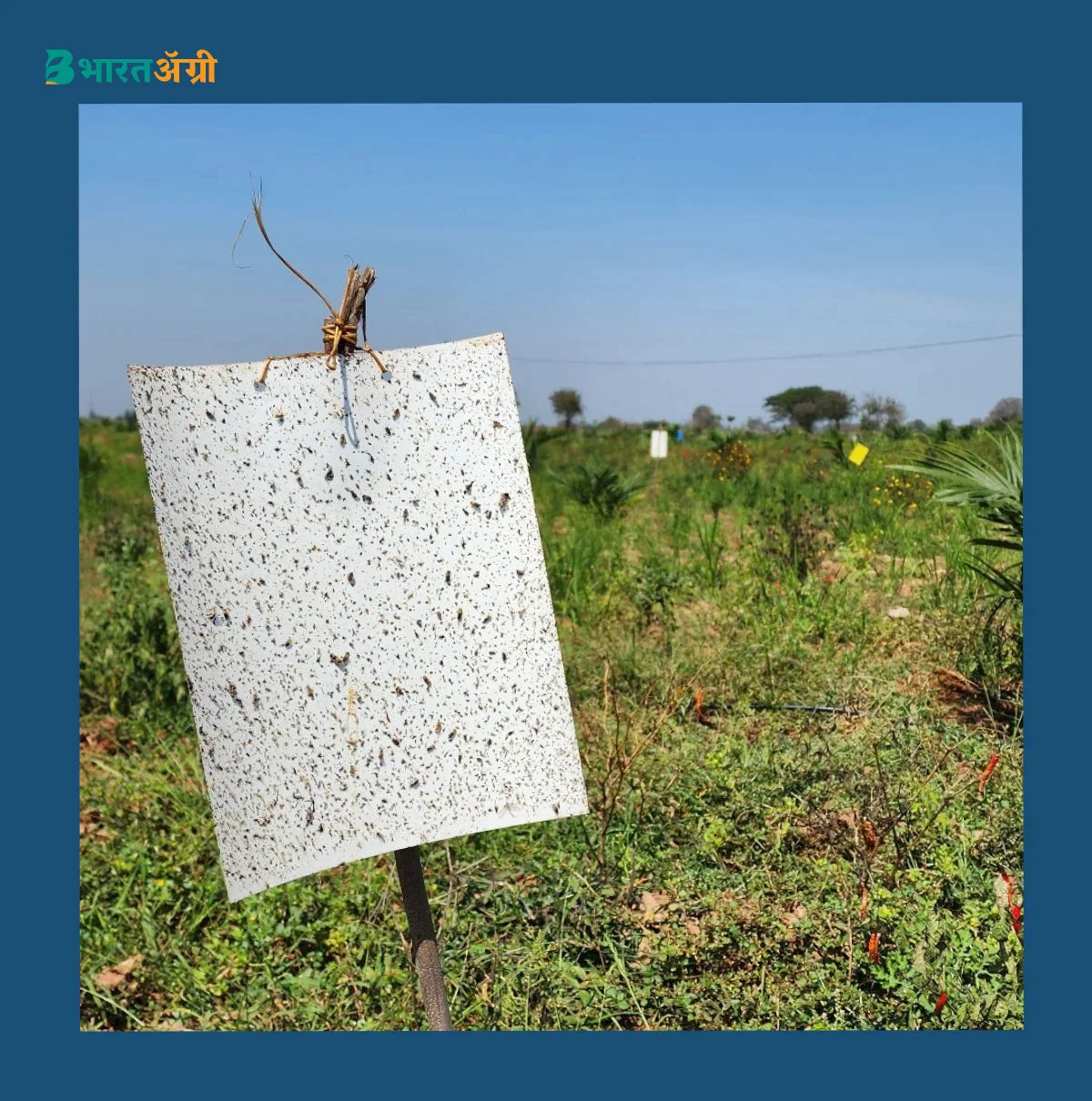 wavar-a5-sticky-traps-yellow-blue-and-white | BharatAgri