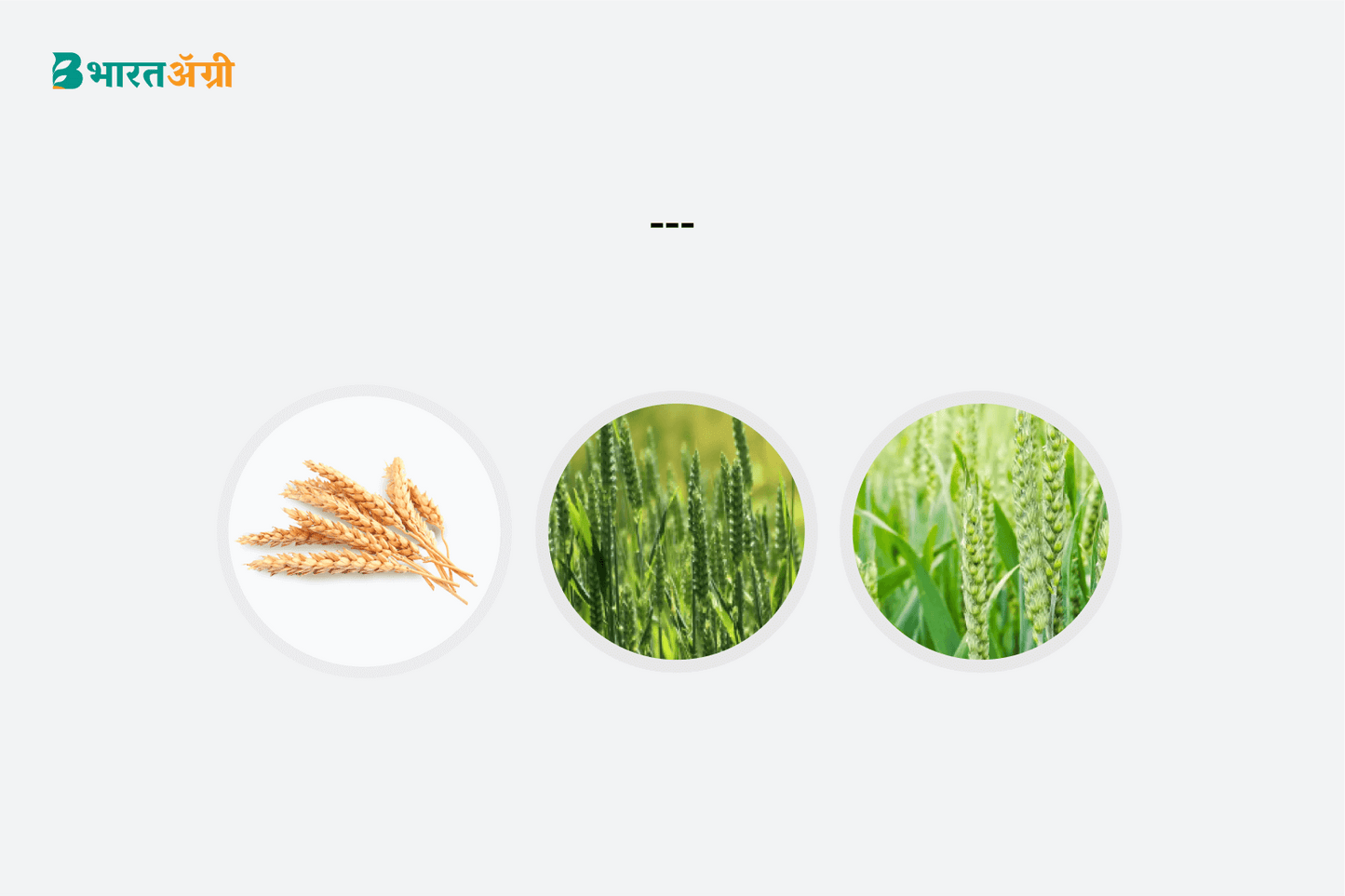 Wheat Badhat Kit - Yield Booster (70-100 days) - Krushidukan_2