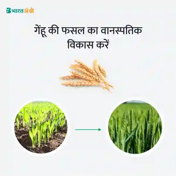 Wheat Badhat Kit - Vegetative Growth (10-40 Days) - Krushidukan_2