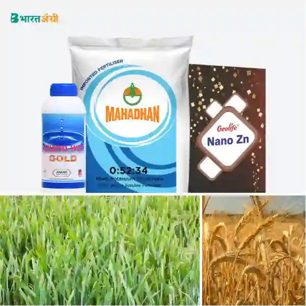 Wheat Badhat Kit - Growth (35-70 Days) - BharatAgri Krushidukan_1