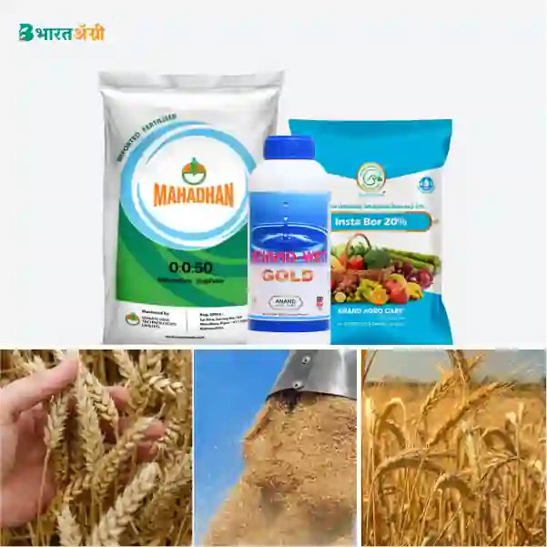 Wheat Badhat Kit - Yield Booster - BharatAgri Krushidukan_1