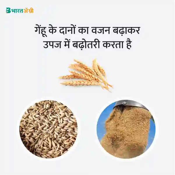 Wheat Badhat Kit - Yield Booster - BharatAgri Krushidukan_2