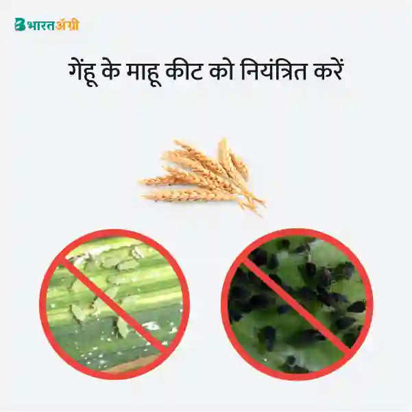 Wheat Suraksha Kit - Aphid Pests (10-30 days) - Krushidukan_3