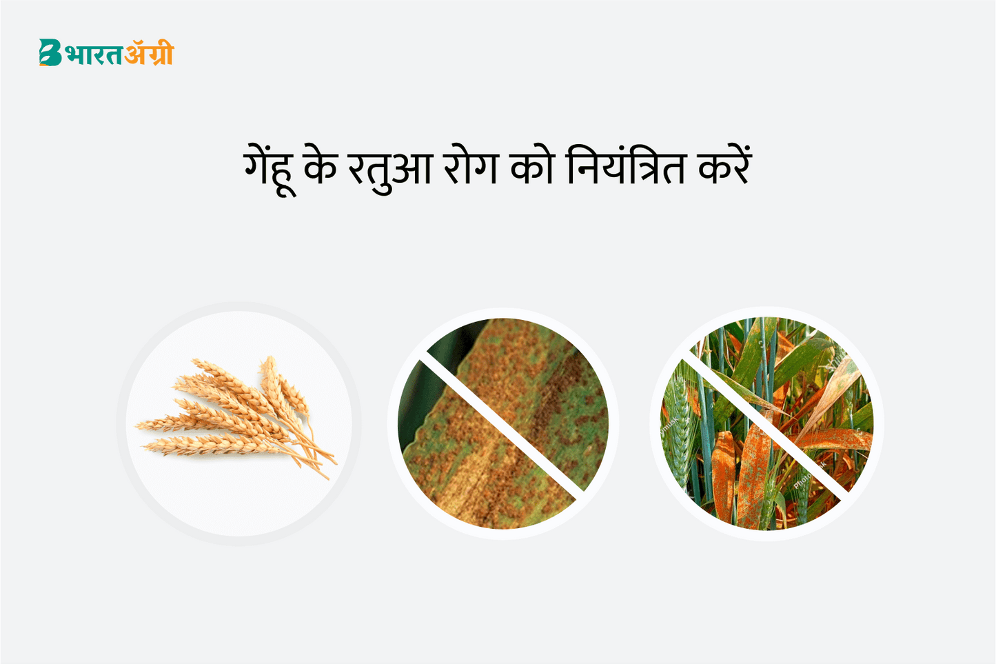गेहूं सुरक्षा किट - रतुआ | Wheat Suraksha Kit - Rust | Buy Now
