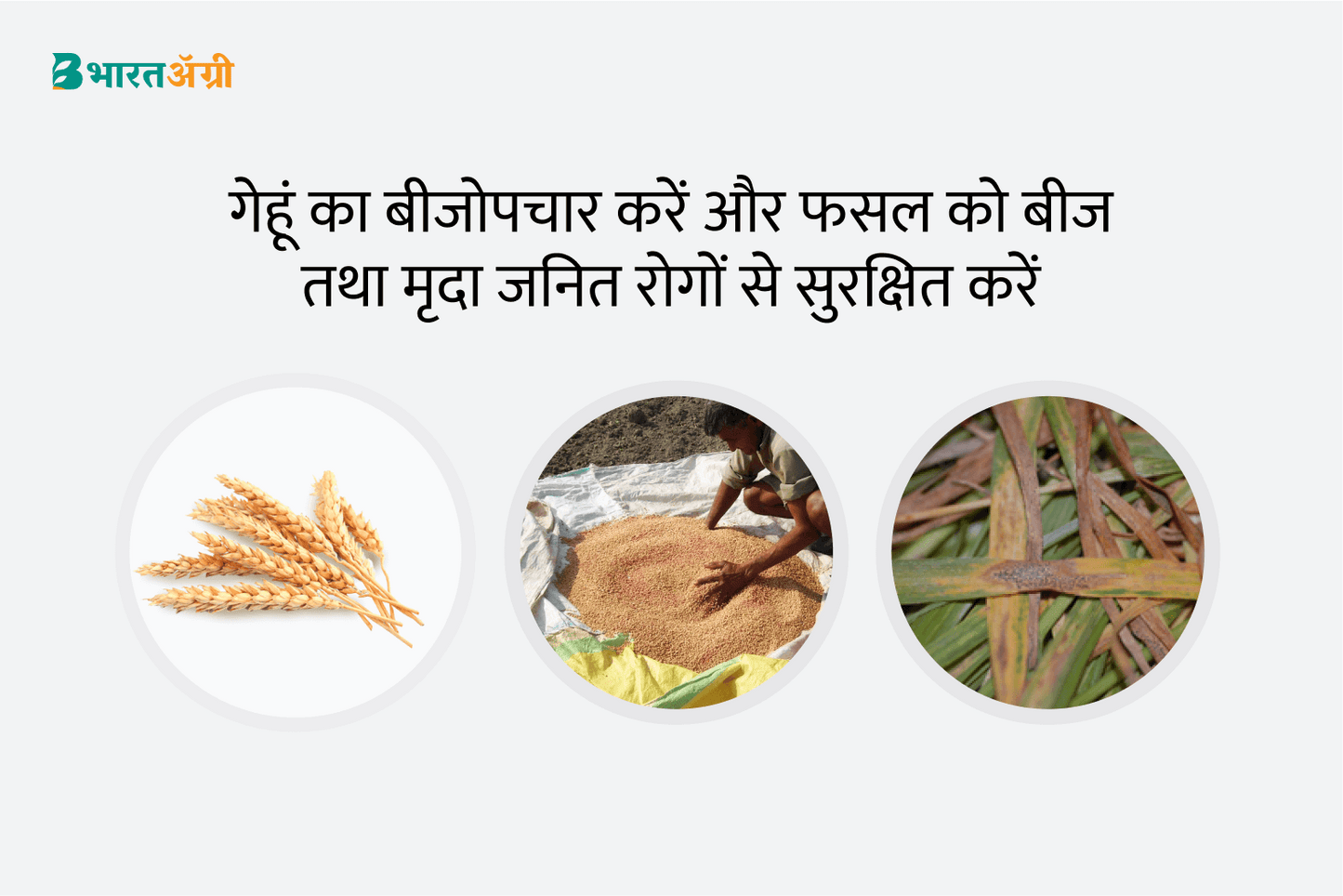 Wheat Suraksha Kit - Wilting (Pre Sowing) | Free Home Delivery