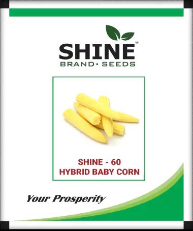 Baby Corn Shine 60 Hybrid - BharatAgri Krushidukan_1