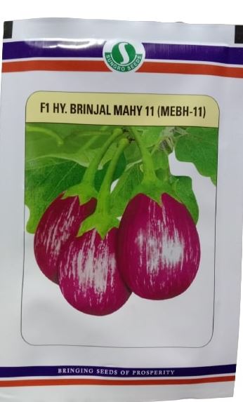 Sungro f1 Hybrid Brinjal Mahy 11 (MEBH-11) Seed - Krushidukan_1