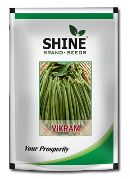 Bush Bean Vikram - Shine Brand Seeds. - BharatAgri Krushidukan_1
