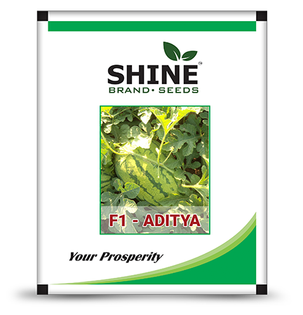 Watermelon Aditya F1 Hybrid-Shine Brand Seed. - Krushidukan_1