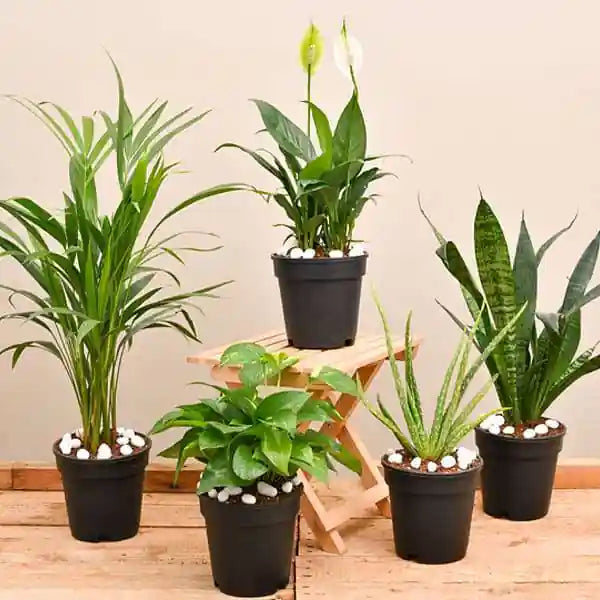 NurseryLive Top 5 Air Purifier And Oxygen Enriching Plant_1